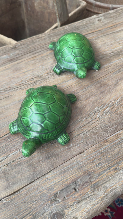 Petites tortues
